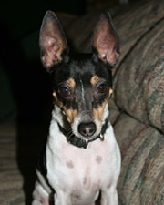 Honorary wedding photographer Bean the Toy Fox Terrier.